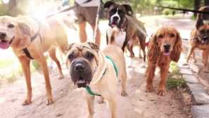 Proč milovníci psů žijí déle než jiní lidé